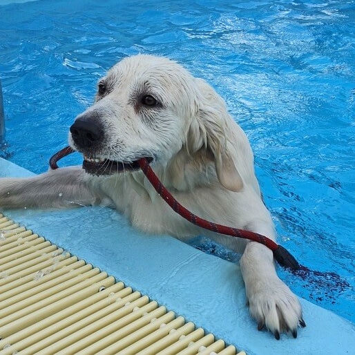Hondenzwemmen in Polderbad