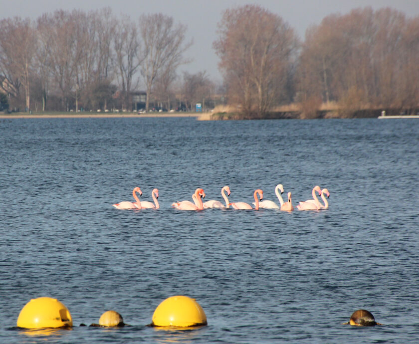 11 Flamingo’s aan de boulevard van Nesselande