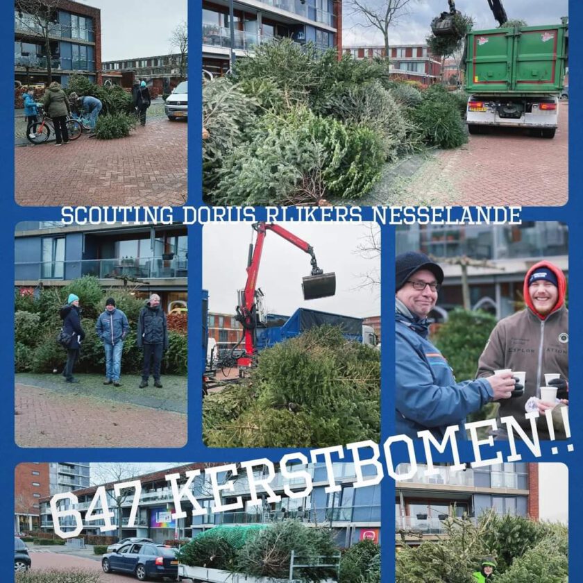 Scouting Dorus Rijkers Nesselande haalt 647 kerstbomen op